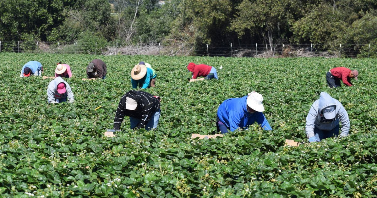Guest Worker Visas and Labor Trafficking: Weaknesses in the H2 Visa Programs: Farmworkers Salud America