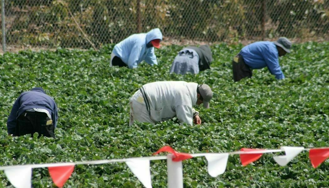 Labor trafficking is human trafficking: farm workers