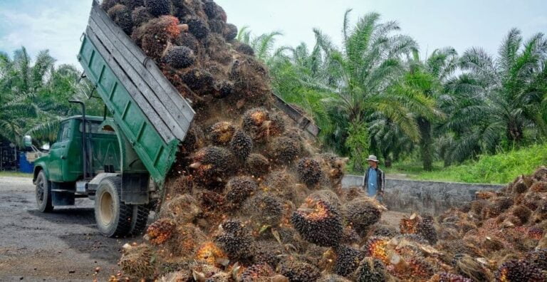 The palm oil industry is lobbying to re-enter the U.S. market