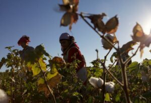 The historic elimination of state-imposed forced labour in Uzbekistan: decent work must now be protected
