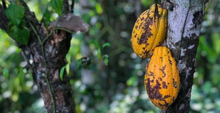 Côte d’Ivoire and Ghana increase premium for cocoa to tackle farmer poverty