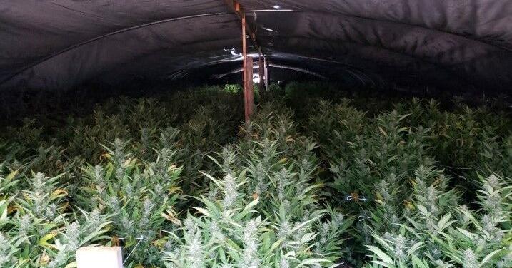 Police: Over 10,000 lbs of illegal marijuana and evidence of human trafficking on grow site near Sprague River – KDRV