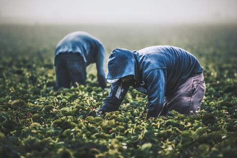 Investors tell supermarkets to tackle increasing risk of modern slavery on UK farms