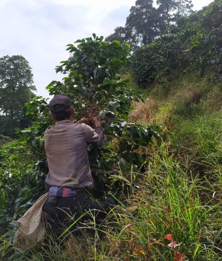 Understanding and Evaluating Labor Abuse Risk in the Coffee Sector