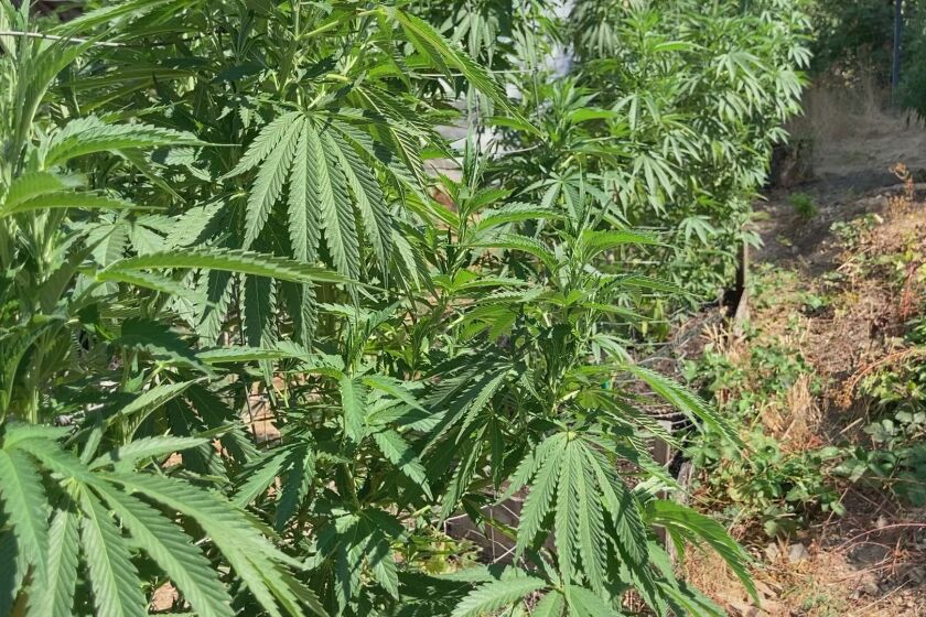 Cannabis plants on an illegal grow blow in the wind