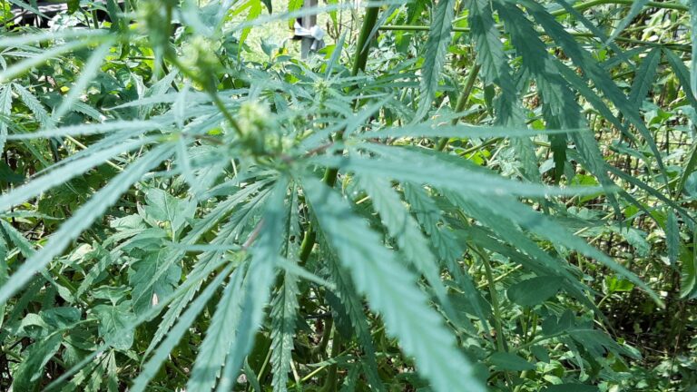 Despite high hopes, success of Kansas marijuana legislation remains unclear