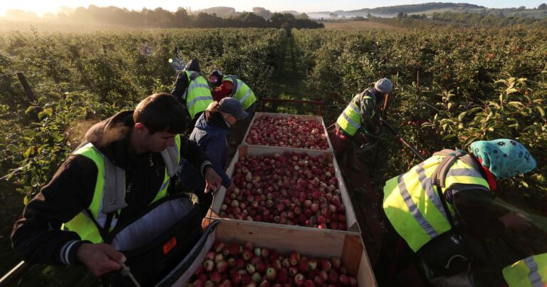 How seasonal farm migrants to UK got caught in a debt trap