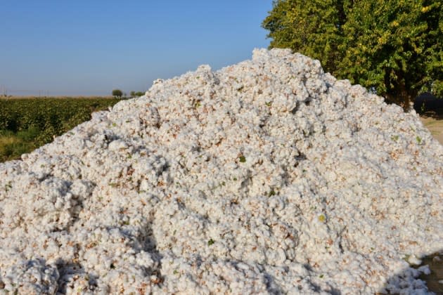 Turkmenistan Mobilizing Thousands of Civilians in Cotton Harvest
