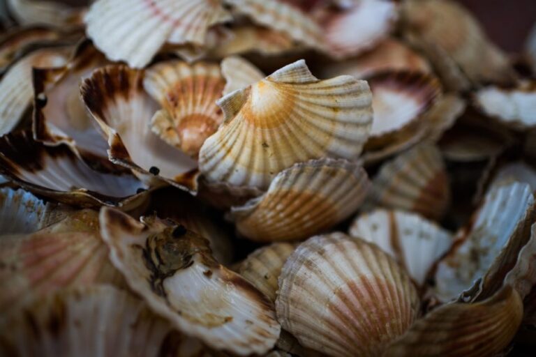 Japan Prisoners Reportedly to Process Scallops After China Ban
